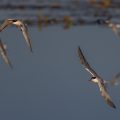 Flußseeschwalbe (Sterna hirundo)