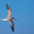 Flußseeschwalbe (Sterna hirundo)