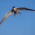 Flußseeschwalbe (Sterna hirundo)