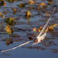 Lachmöwe (Larus ridibundus)
