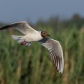 Lachmöwe (Larus ridibundus)