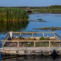 Brutfloß für Seeschwalben und Möwen