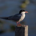 Flußseeschwalbe (Sterna hirundo)
