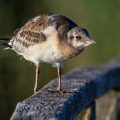 Lachmöwe (Larus ridibundus) Jungvogel