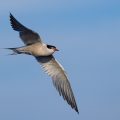 Flußseeschwalbe (Sterna hirundo)