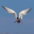 Flußseeschwalbe (Sterna hirundo)