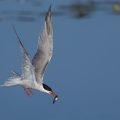 Flußseeschwalbe (Sterna hirundo)