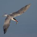 Flußseeschwalbe (Sterna hirundo)