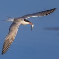 Flußseeschwalbe (Sterna hirundo)