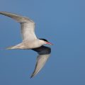 Flußseeschwalbe (Sterna hirundo)
