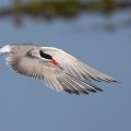 Flußseeschwalbe (Sterna hirundo)