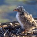 Flußseeschwalbe (Sterna hirundo) jungvogel