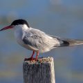 Flußseeschwalbe (Sterna hirundo)