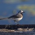 Bachstelze (Motacilla alba)