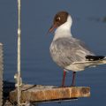 Lachmöwe (Larus ridibundus)