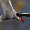 Flußseeschwalbe (Sterna hirundo)