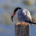 Flußseeschwalbe (Sterna hirundo)