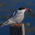 Flußseeschwalbe (Sterna hirundo)