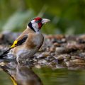 Stieglitz (Carduelis carduelis)