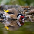 Stieglitz (Carduelis carduelis)