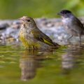 Grünfink (Carduelis chloris)
