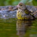 Grünfink (Carduelis chloris)