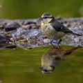 Blaumeise (Cyanistes caeruleus) Jugendkleid