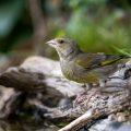 Grünfink (Carduelis chloris)