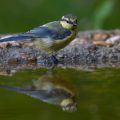 Blaumeise (Cyanistes caeruleus) Jugendkleid