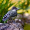 Kohlmeise (parus major) Jungvogel