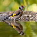 Stieglitz (Carduelis carduelis)