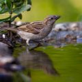 Haussperling (Passer domesticus)