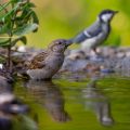 Haussperling (Passer domesticus)