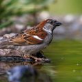 Haussperling (Passer domesticus) Männchen