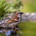 Haussperling (Passer domesticus) Männchen