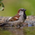 Haussperling (Passer domesticus) Männchen