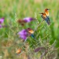 Bienenfresser (Merops apiaster)