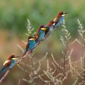 Bienenfresser (Merops apiaster)
