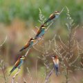 Bienenfresser (Merops apiaster)