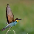 Bienenfresser (Merops apiaster)