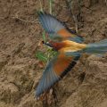 Bienenfresser (Merops apiaster)