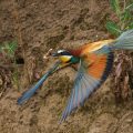 Bienenfresser (Merops apiaster)