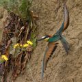 Bienenfresser (Merops apiaster)