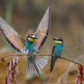 Bienenfresser (Merops apiaster)