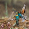 Bienenfresser (Merops apiaster)