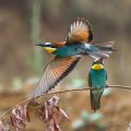 Bienenfresser (Merops apiaster)