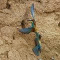 Bienenfresser (Merops apiaster)