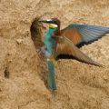 Bienenfresser (Merops apiaster)