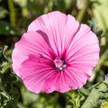 Blüten vom Blumenbeet