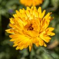 Blüten vom Blumenbeet